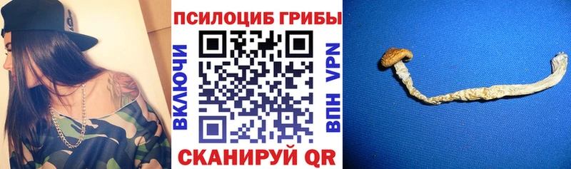 omg ТОР  Балей  Галлюциногенные грибы Cubensis  закладки 